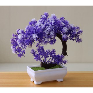 chậu hoa bon sai để bàn