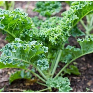Hạt giống cải kale
