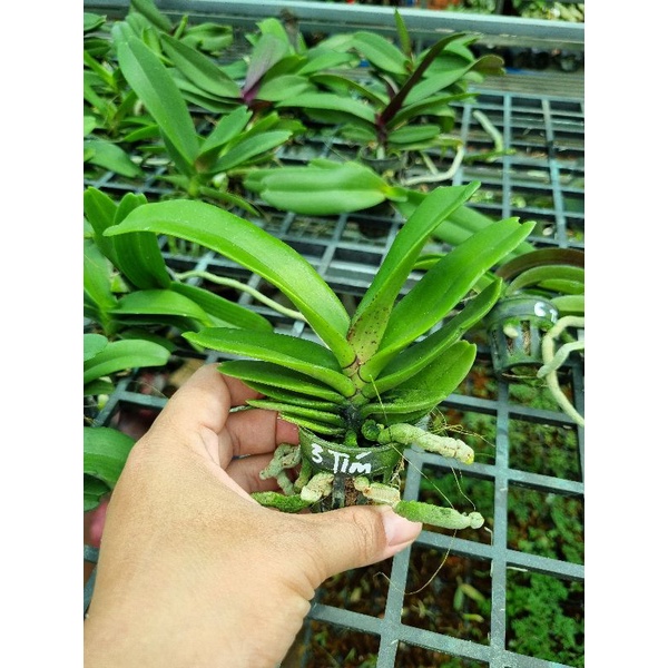 Ngọc điểm thái đủ 10 màu