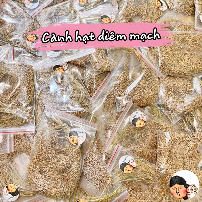 Cành nguyên hạt diêm mạch cho Hamster