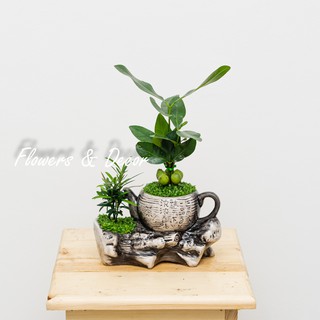 Cây Tài Lộc Phong Thủy (𝙂𝙞𝙖𝙤 𝙝𝙖̀𝙣𝙜 𝙨𝙞𝙚̂𝙪 𝙩𝙤̂́𝙘 1𝙝)