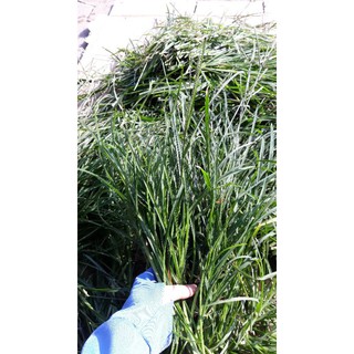 Cỏ Mần Trầu Tươi, Khô 1kg