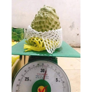 CÂY GIỐNG NA ĐÀI LOAN (NA DỨA)