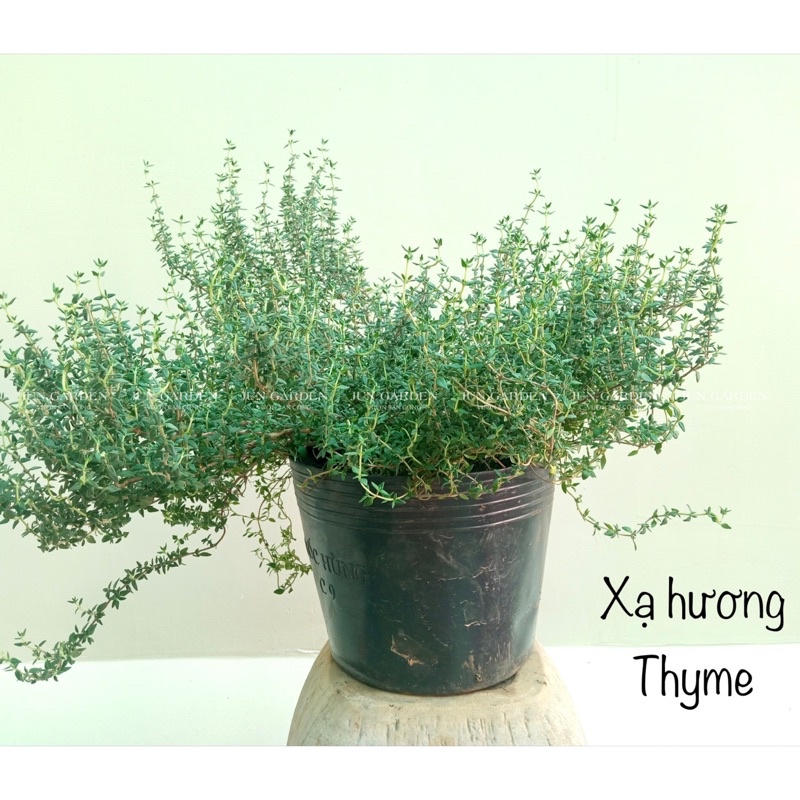 Cây Xạ Hương Thyme, gia vị Âu, cây thơm - Jun Garden