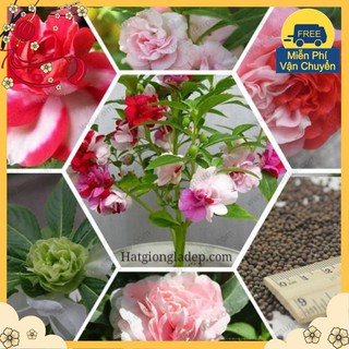 Hạt Giống Hoa Móng Tay Kép Mix