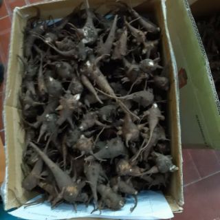 Củ ấu tẩu Hà Giang 1kg.