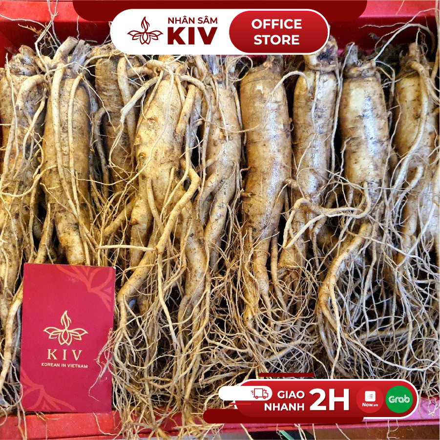 Nhân sâm tươi 235k/củ lớn loại 8-10 củ/kg thượng phẩm | BigBuy360 - bigbuy360.vn