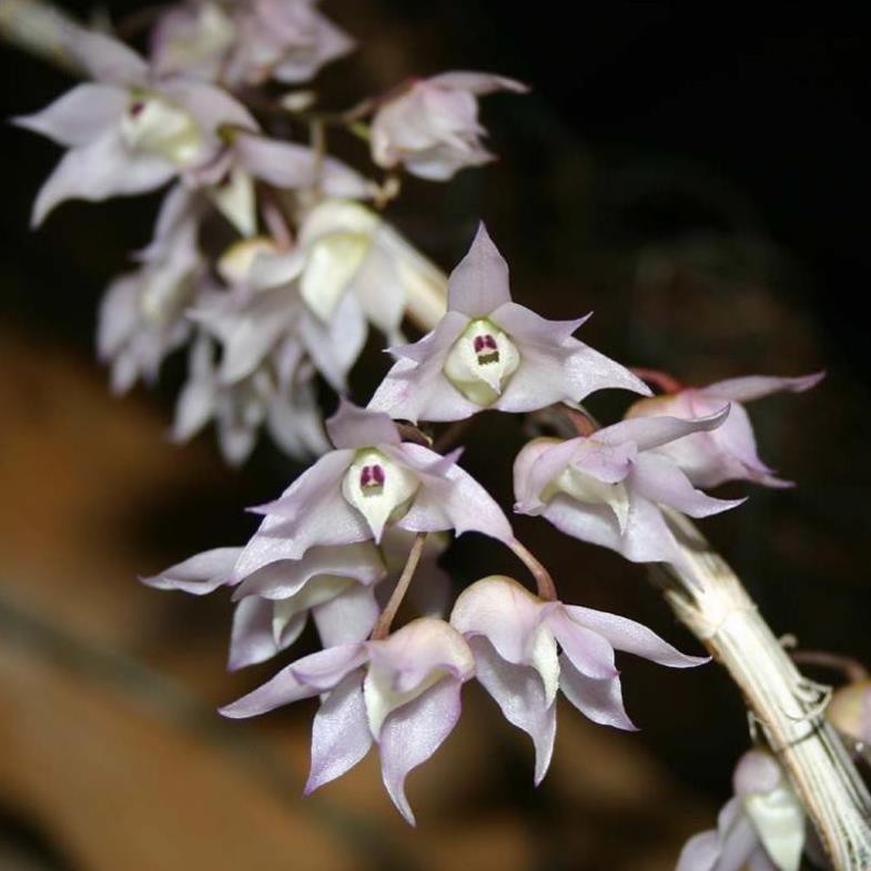 Nước Hoa Nam ETENER ROYAL 100ML Chính Hãng Hộp Sang Trọng - Hương thơm Nam tính Cuốn hút Sang trọng Tinh tế