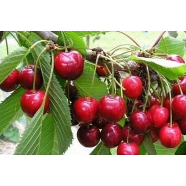 Cherry mỹ nhiệt đới 1 năm cho trái  - Nhà Vườn Khánh Võ