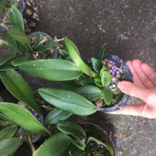 Lan cattleya