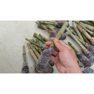 10 hom cây chè khổng lồ - cây chè đại