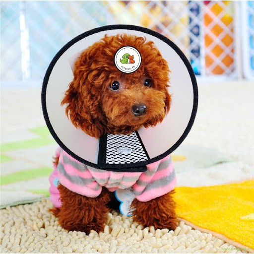 Vòng Cổ Chống Liếm Dogstory Cho Thú Cưng Chó Mèo - Leon Pet Store