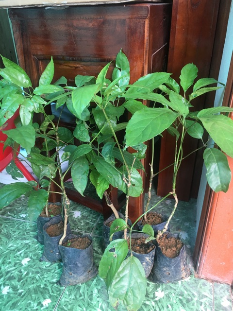 Cây lá đắng  Thanh Hoá