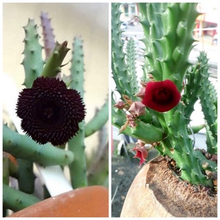 Cây sao biển combo 2 loại