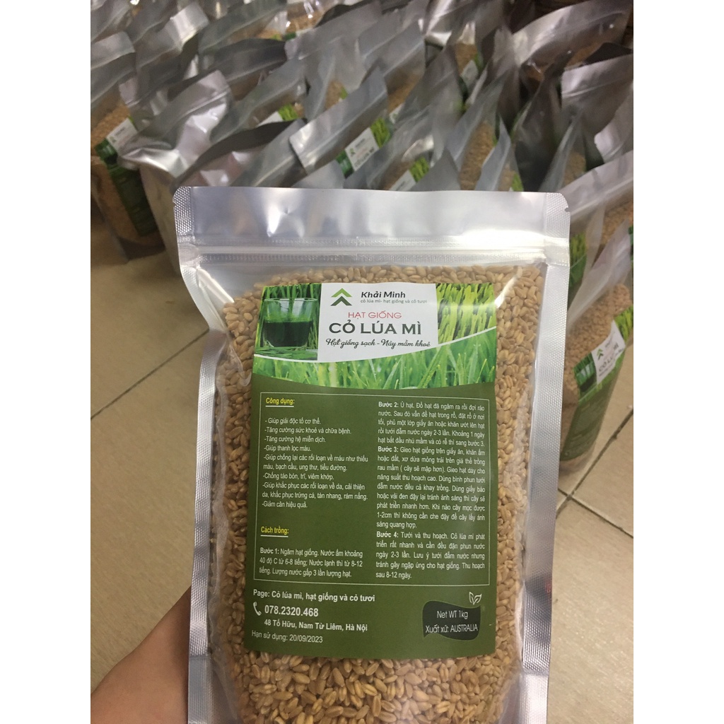 1KG HẠT GIỐNG CỎ LÚA MÌ HỮU CƠ Trồng Cỏ Lúa Mì Non ép nước uống, nhiều vitamin, tốt cho sức khỏe