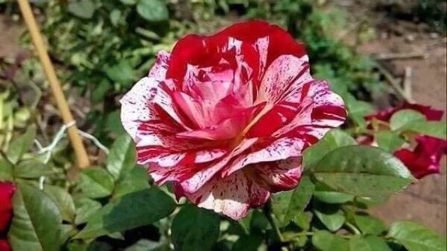 10 gốc hồng ngoại 10 màu