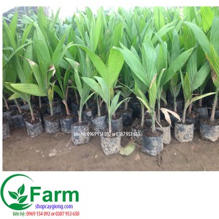 Combo 02 cây cau tứ thời bé