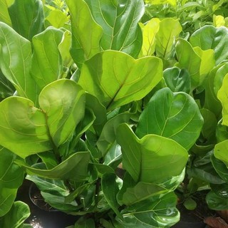 Cây bàng Singapore (loại 2 .3ngọn cao 80cm) tặng kèm phân bón