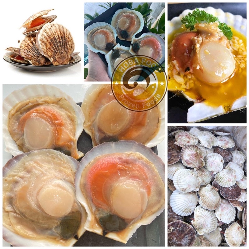 Hải sản nhập khẩu - Sò điệp Nhật nguyên con 7-8 con/kg - Hoả tốc giao ngay.
