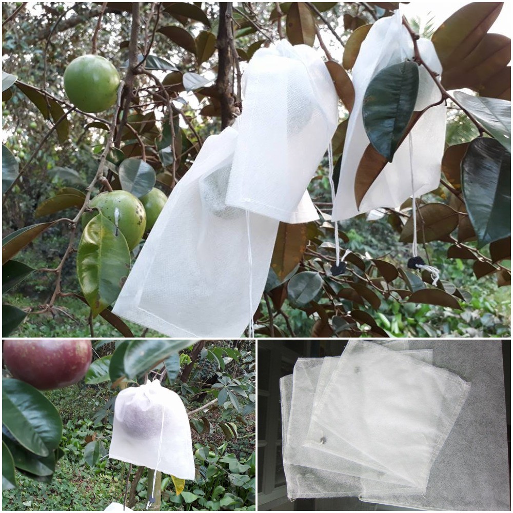 Túi bao trái Hoa Mai 18x20 ( 100 cái )