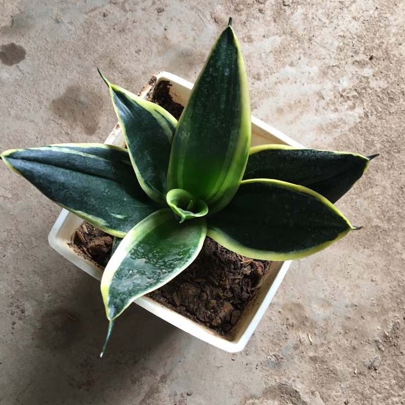 Cây lưỡi hổ