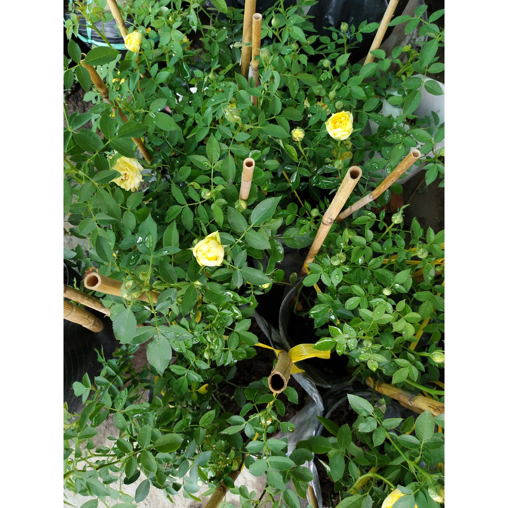 Cây hồng trứng vàng (tỉ muội vàng)