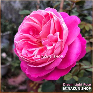 Hoa hồng ngoại Dream Light cực đẹp