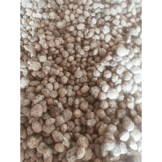 500 gram hạt sấu giống