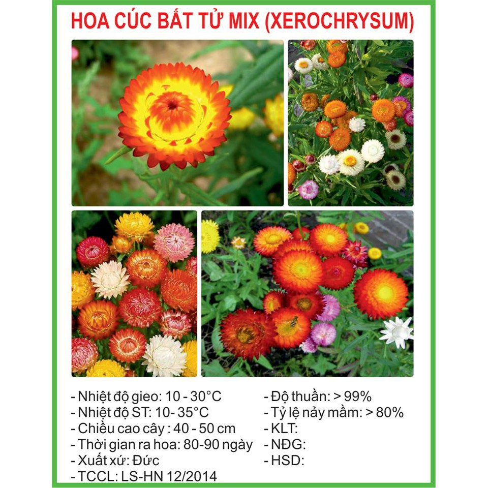 Hạt Giống Cúc bất tử Mix 100 Hạt/ Gói goden seed