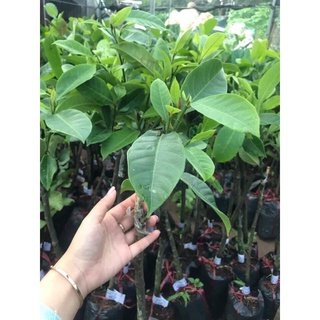 Cây Mít Tố Nữ .