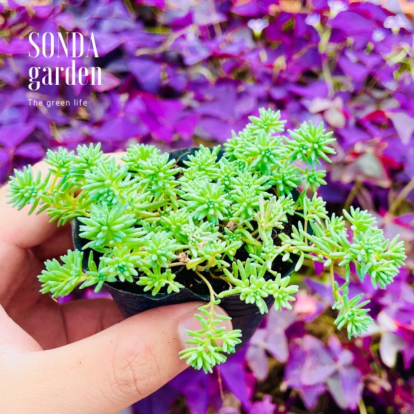 Sen đá sedum cơm SONDA GARDEN size bé 5-6cm, cây cảnh trang trí nhà cửa, lỗi 1 đổi 1