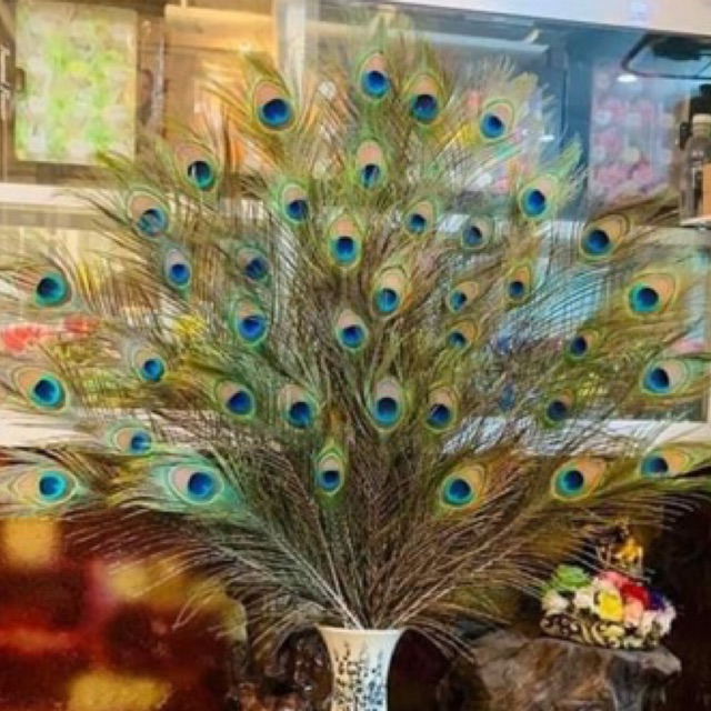 lông công 95-100cm loại mắt vừa