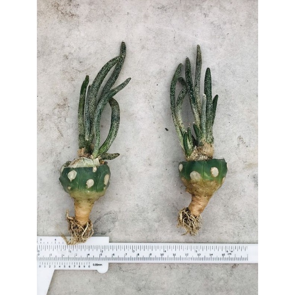 Xương rồng Astro Medusa - tháp Fero - Hoa vàng