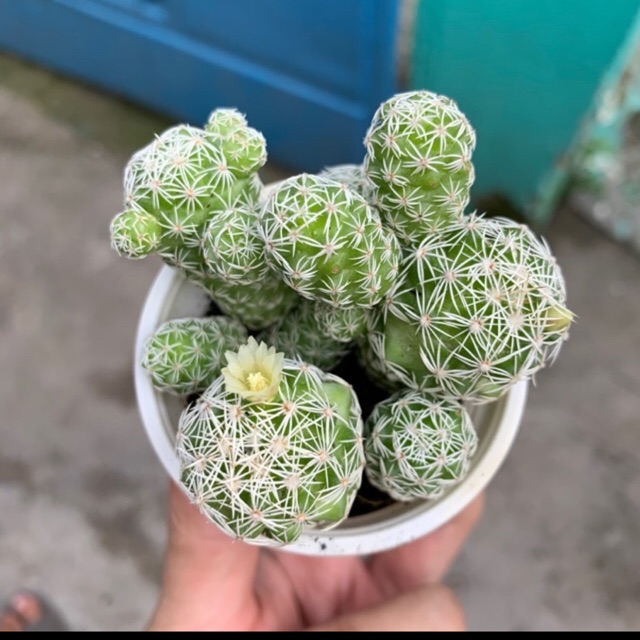 Xương rồng trứng chim
