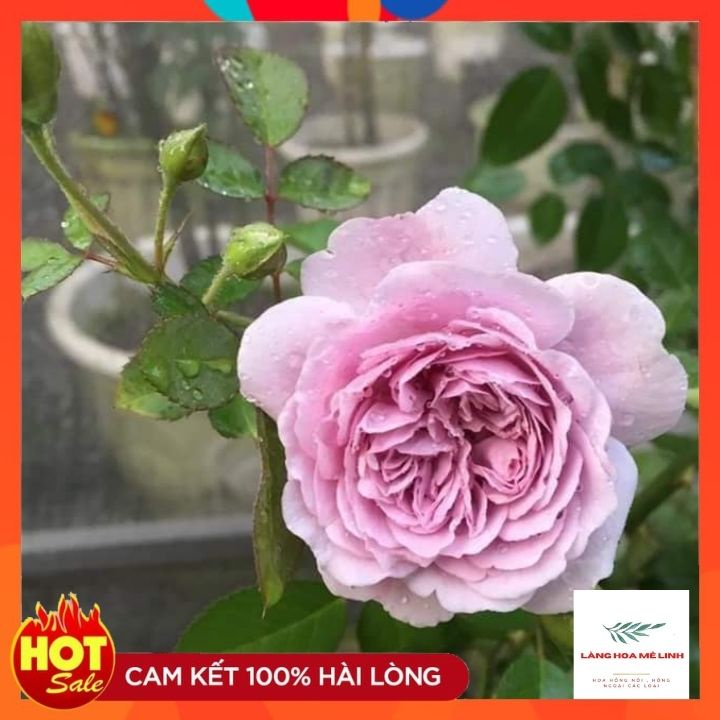 Hoa hồng leo Rainy Blue Rose[ TUYỆT ĐẸP] Nằm trong TOP 10 giống hoa hồng leo Đức đẹp nhất khi về Việt Nam.