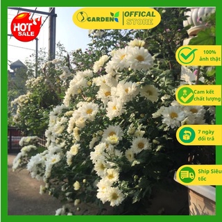 Cây giống hoa cúc đổi màu, chậu cúc chi vàng rủ cây đang nụ