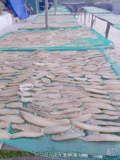 ĐẶC SẢN KHOAI GIEO QUẢNG BÌNH