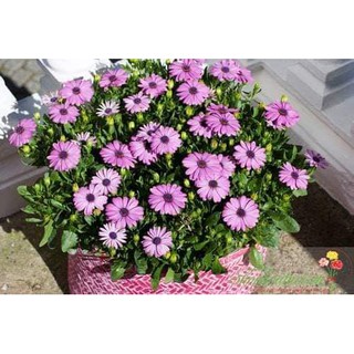 🌺🌸 HẠT GIỐNG HOA CÚC CHÂU PHI 🌸🌺