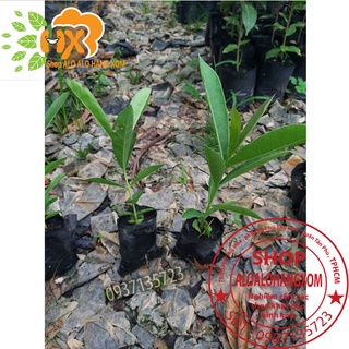hoa chuông vàng cây giống ( combo 5 cây)