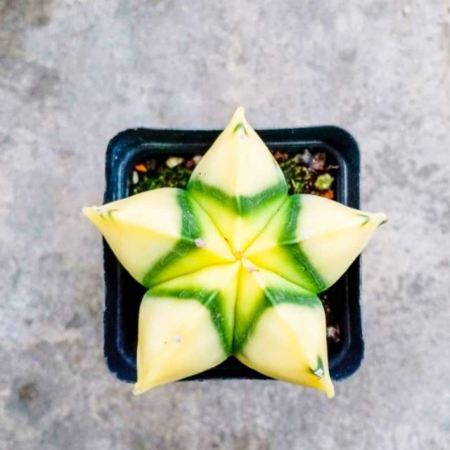 Xương rồng ngôi sao may mắn astro