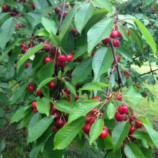 Hạt giống cherry mỹ ( cherry  anh đào)