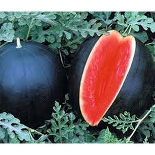 10h Hạt Giống Dưa Hấu Đen Ruột Đỏ Sêu Ngọt