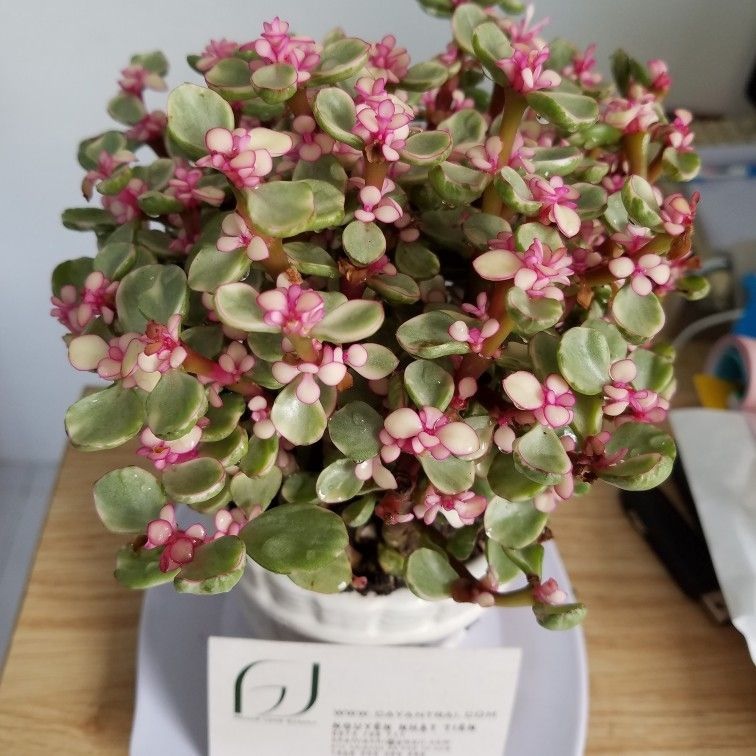 20 Hạt Giống Sen Đá Anh Đào Chịu Nhiệt Chịu Hạn Tốt  - Tặng kèm hạt hướng dương lùn + thuốc kích mầm rễ