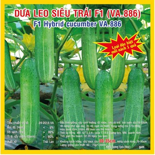 Hạt giống dưa leo siêu trái F1 – 10gram