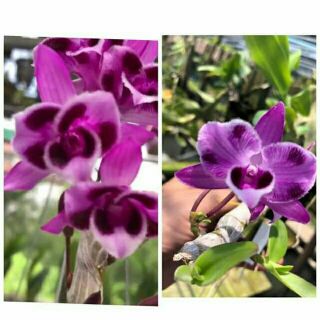 Trầm 6 mắt giống