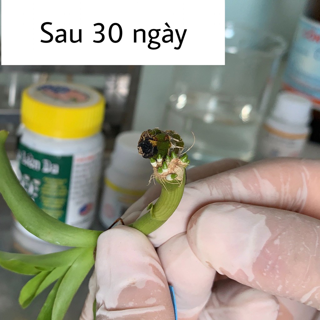 Siêu kích rễ Auxin cho lan lọ 20g, ép lan ra rễ trong 20 ngày