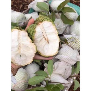 Cây giống na dai