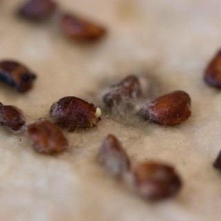 Hạt giống hoa hồng thơm mini 20 hạt (TẶNG gói kích thích hạt nảy mầm)