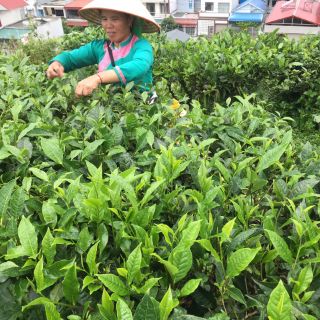 Chè Shan Tuyết Lai Châu