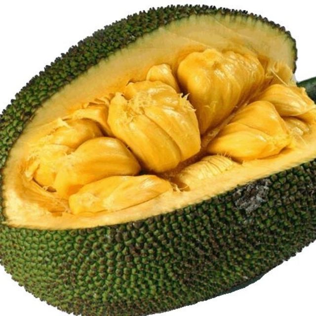 Cây mít tố nữ cao 80-100cm
